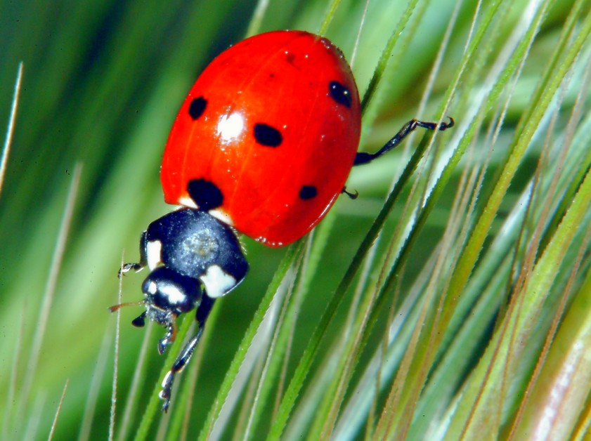 Per chi ama la macrofotografia